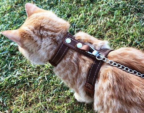 Cat Harnesses collars & more 